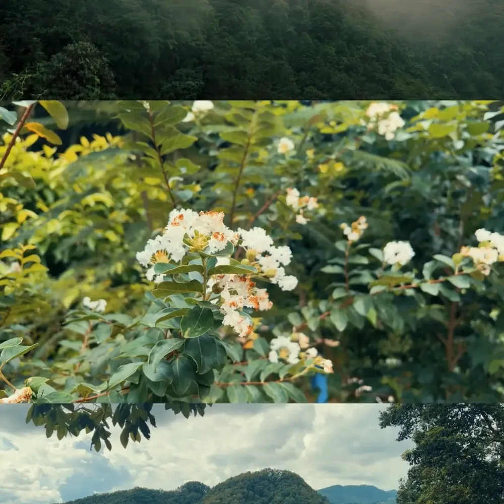 White flowers on green foliage